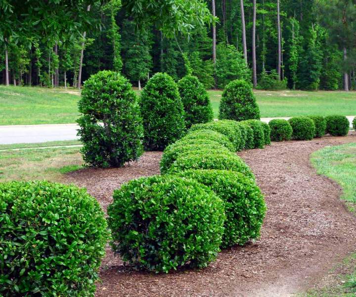 Taille de haie pour jardin Les Landes