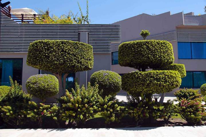 Taille de haie professionnelle Les Landes