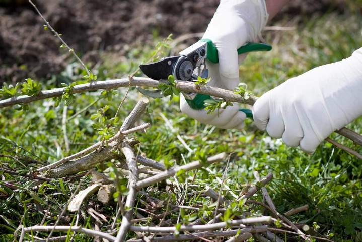 Travaux d'élagage Les Landes